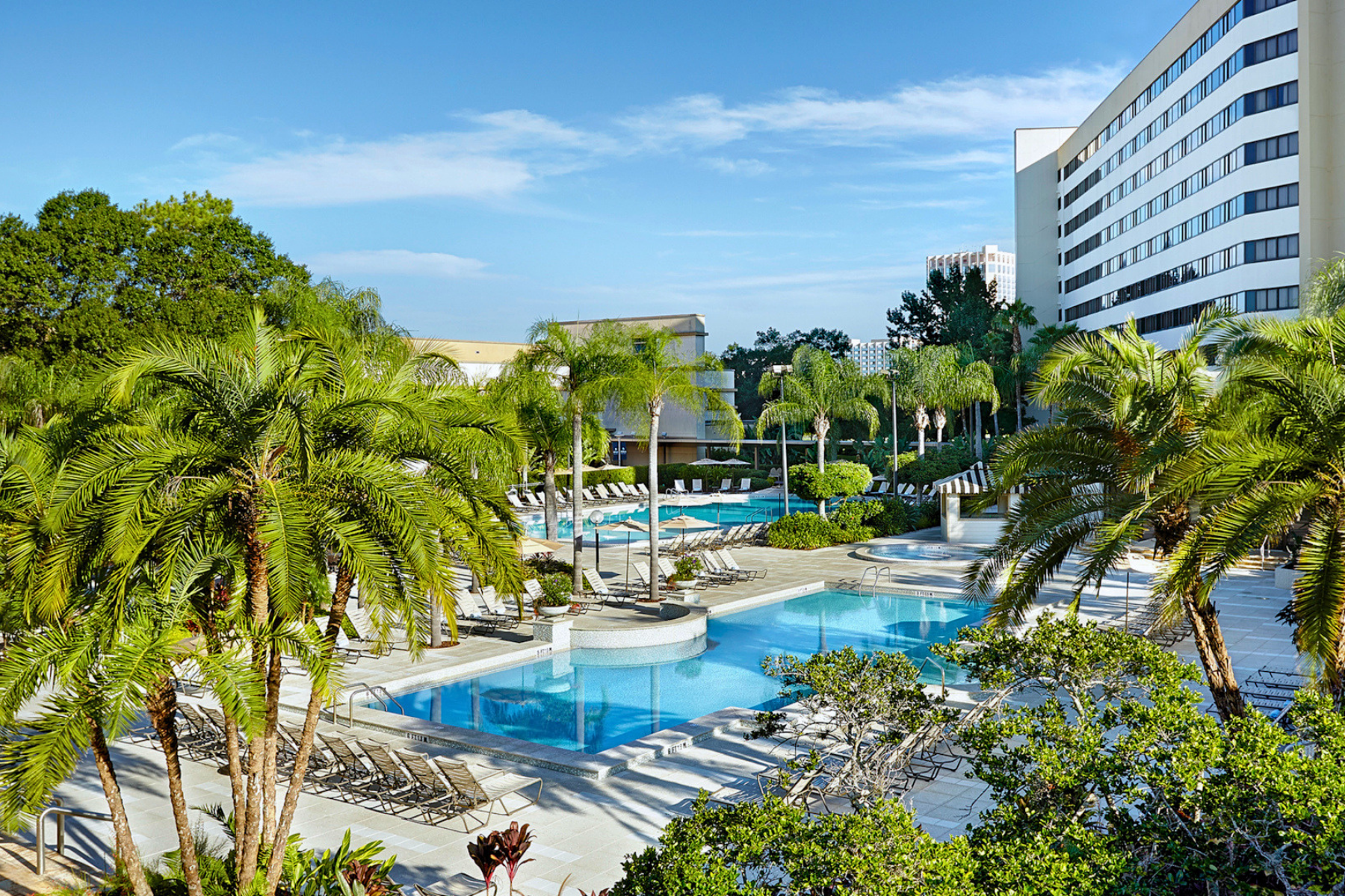 Pool with palm trees and chairs
